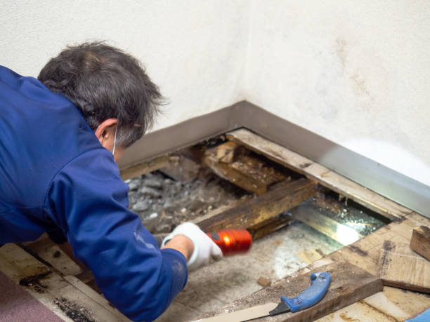 Best Commercial Mold Removal  in White Plains, NY