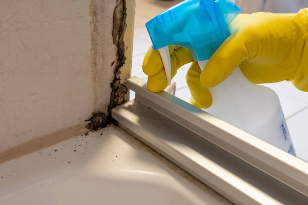 Best Attic Mold Removal  in White Plains, NY