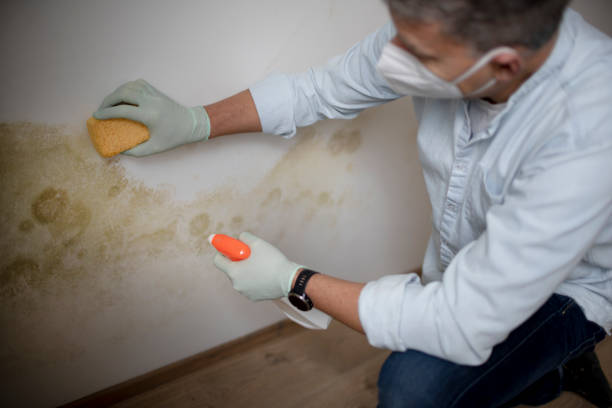 Best Certified Mold Removal  in White Plains, NY