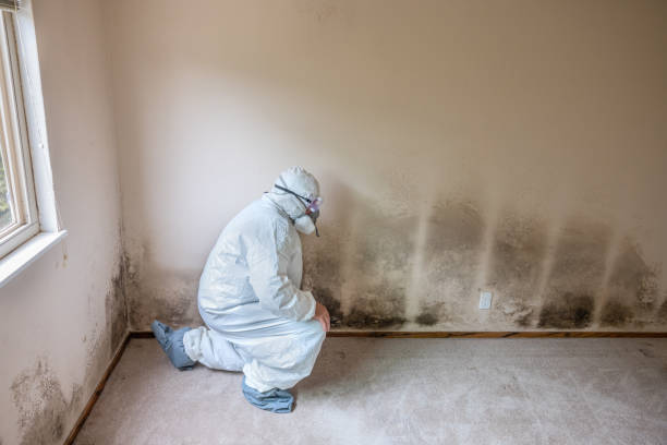 Certified Mold Removal in White Plains, NY