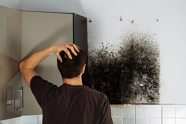 Best Fast Mold Removal  in White Plains, NY