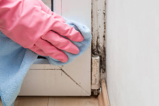 Best Mold Damage Repair  in White Plains, NY